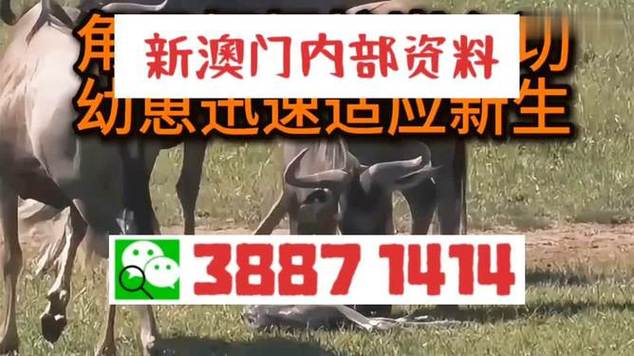 澳门最准一码一肖,设计策略快速解答_VR型43.237