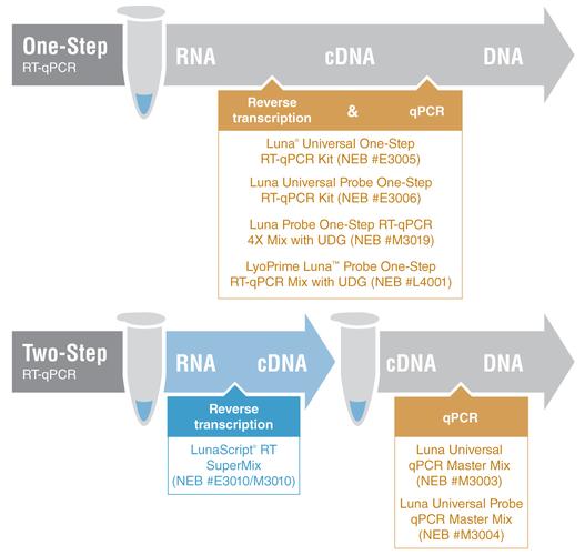 变种DNA 2,真实经典策略设计_VR型43.237