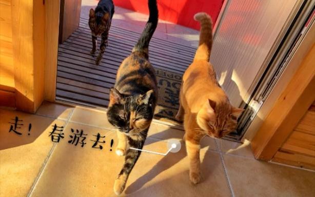景区人猫游园人免费