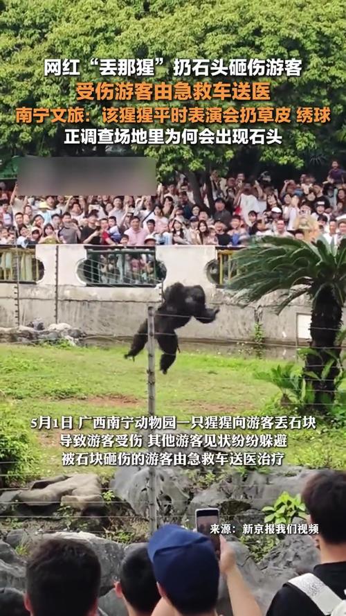 猩猩扔石块砸伤游客